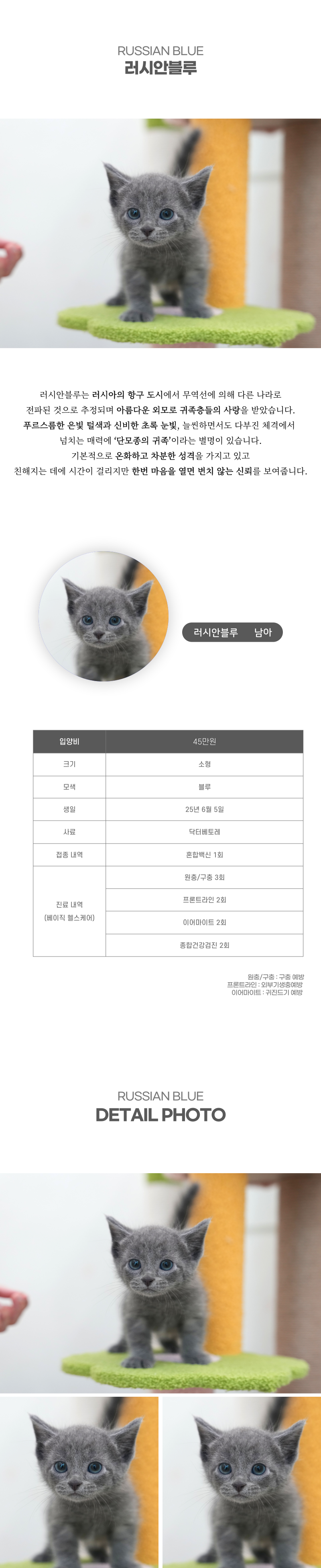 러시안블루_상세이미지_2